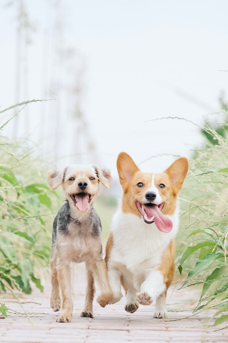 Corgi and brown dog sitting together