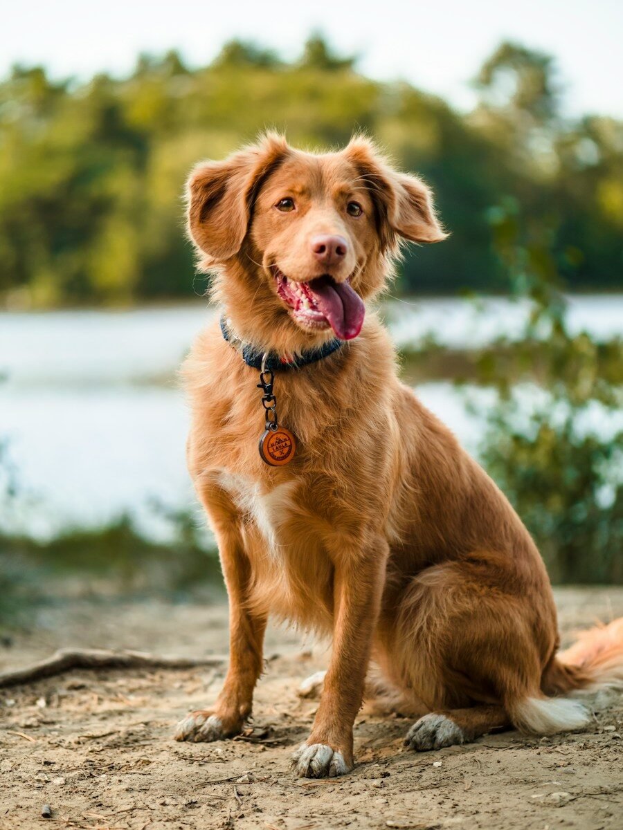 Golden retriever sitting on a dirt path