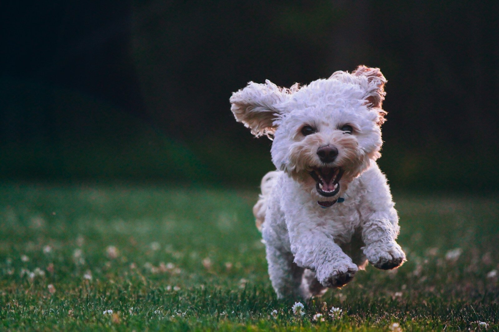 White shih tzu puppy running on the grass