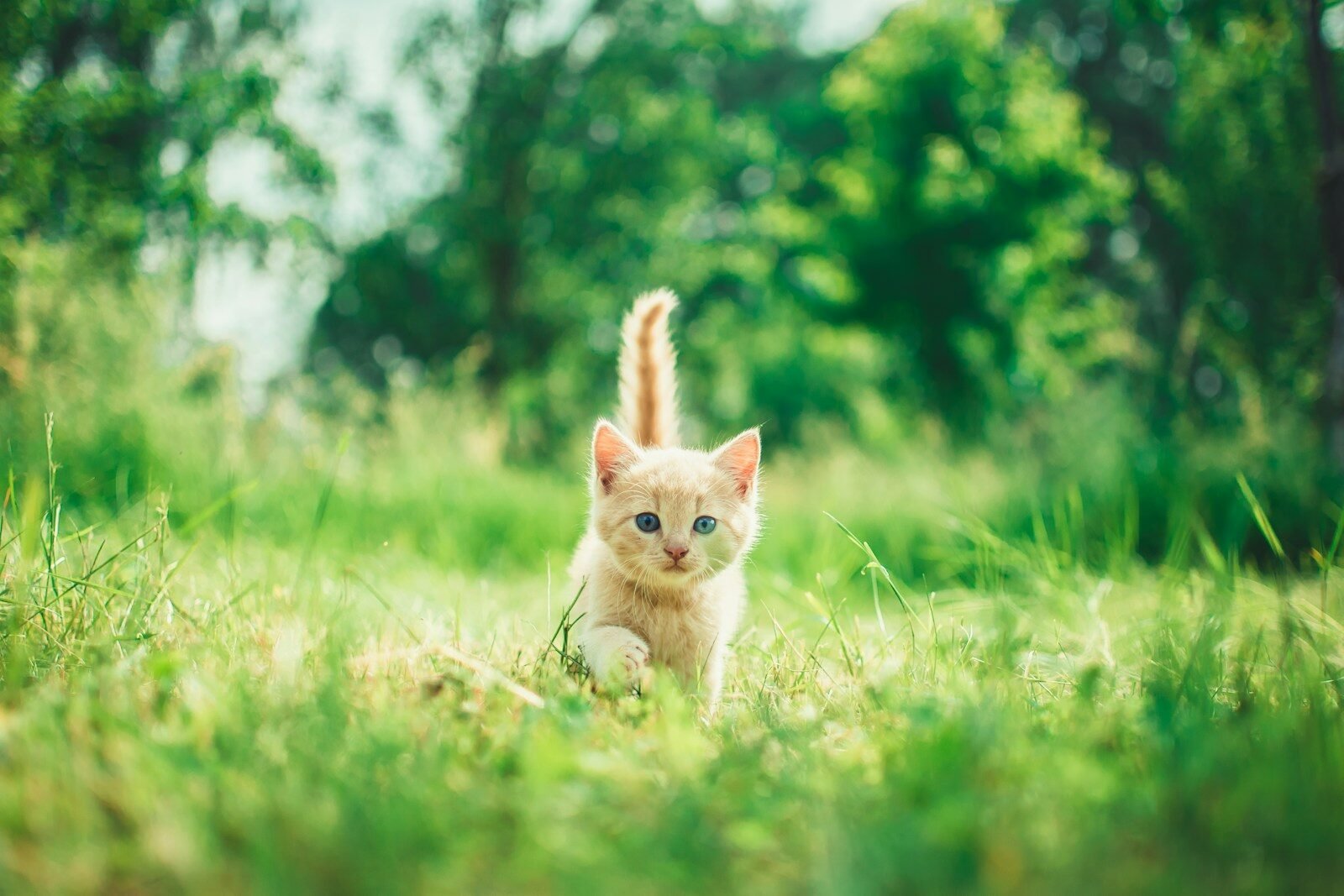 Orange tabby kitten playing in the grass